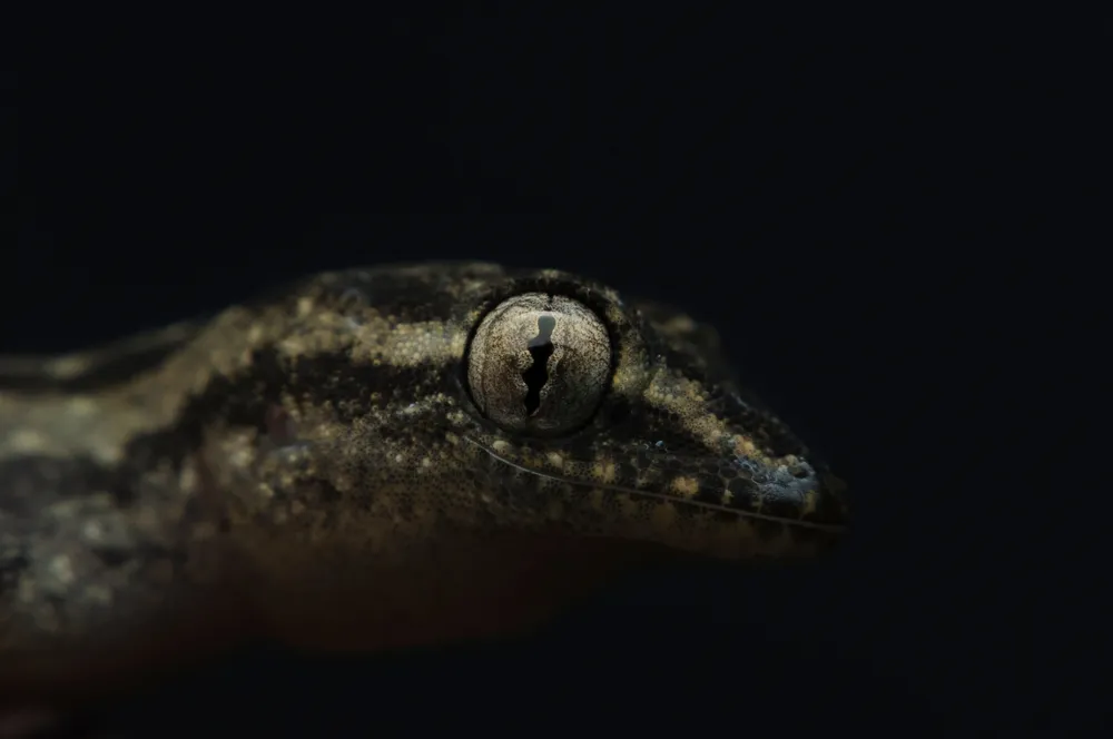Are Lizards Pests or Allies? Close-up View of Lizards