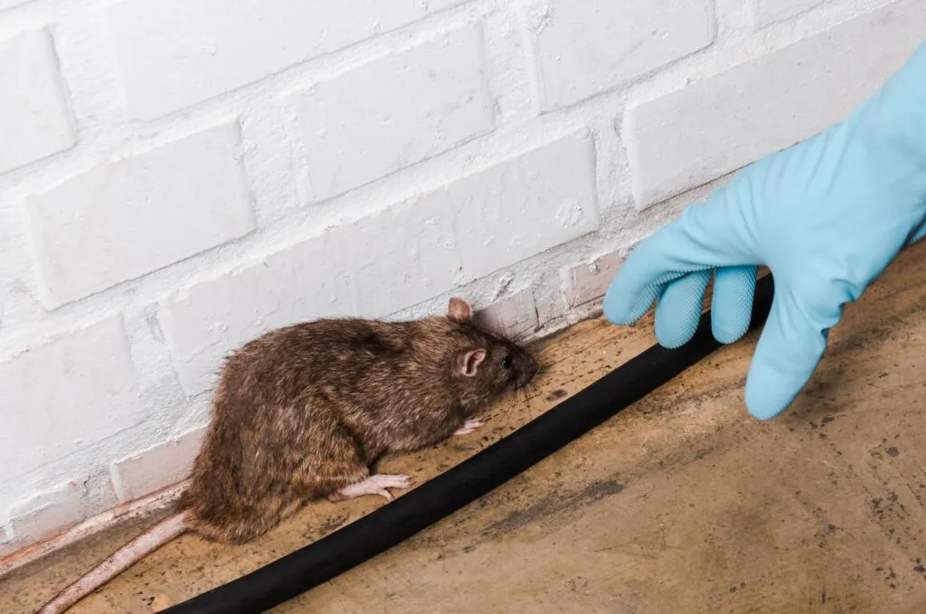 Benefits of Chemical-Free Pest Control
