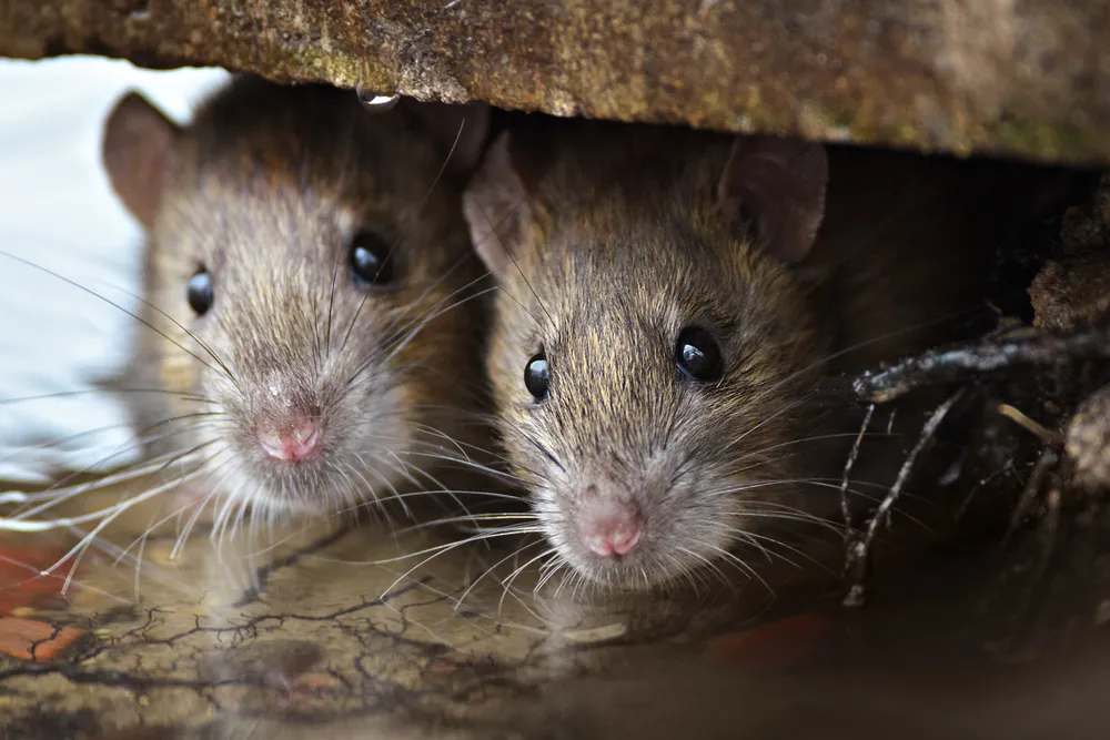Benefits of Rodent Inspections