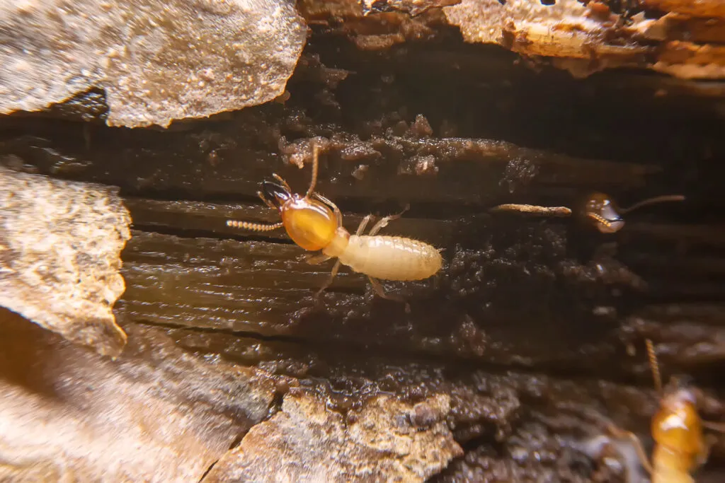 Feathered Foes and Wooden Woes: Pest Inspections for Avian and Termite Infestations: Bird and Termite Infestations