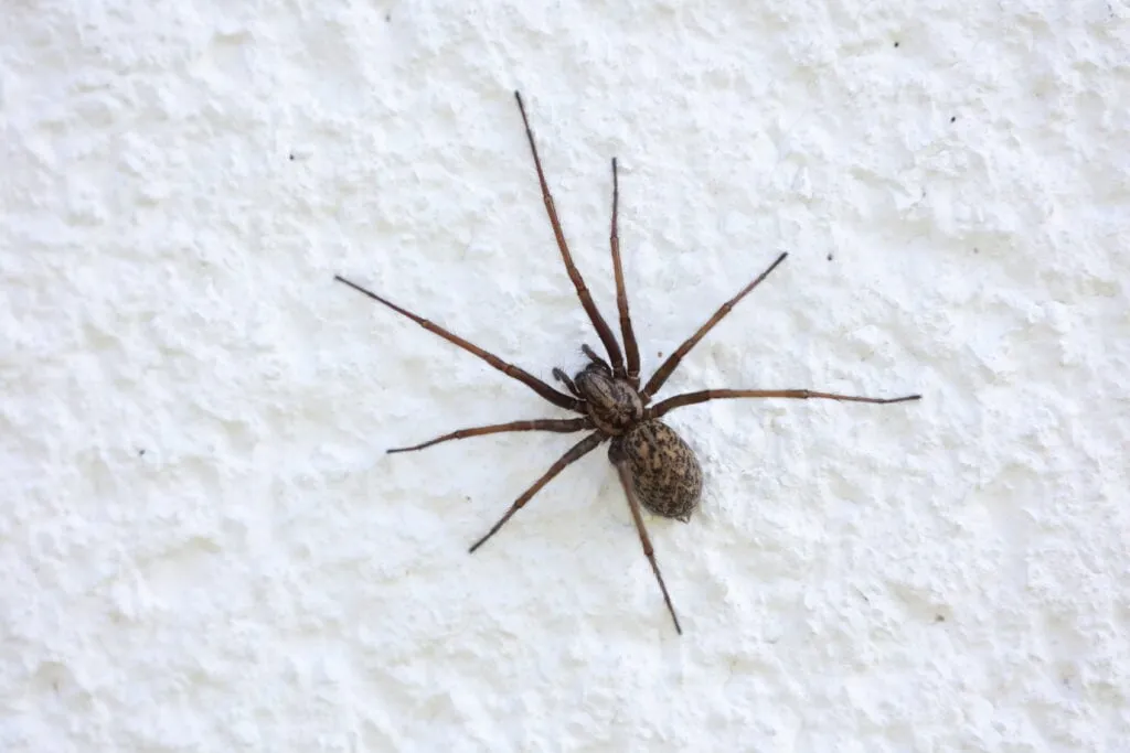 Common House Spiders: Brown House Spider (Cupboard Spider)