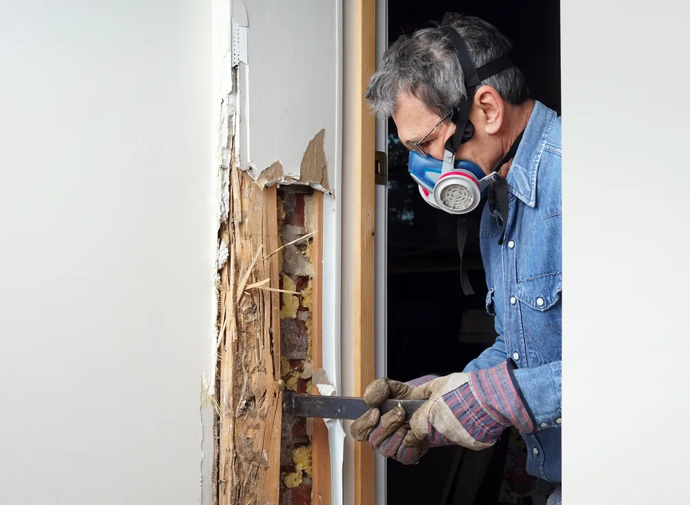 Choosing the Right Termite Control Services