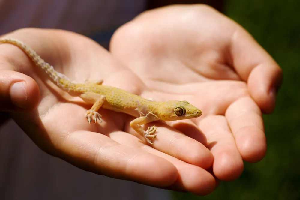 allies,reptiles,pests