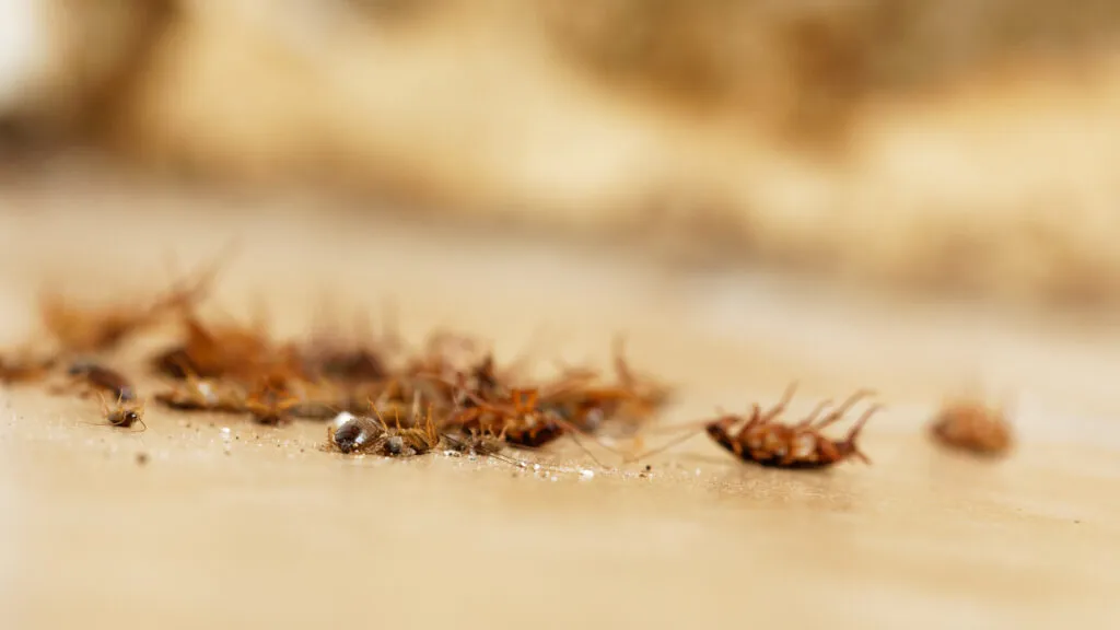 Cockroach Control and Prevention