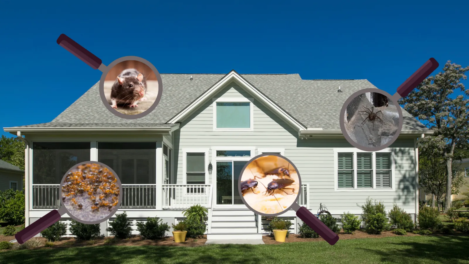 Common House Pests