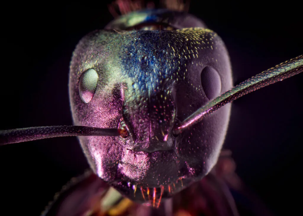 Dealing With Specific Ant Species - Black Carpenter Ant