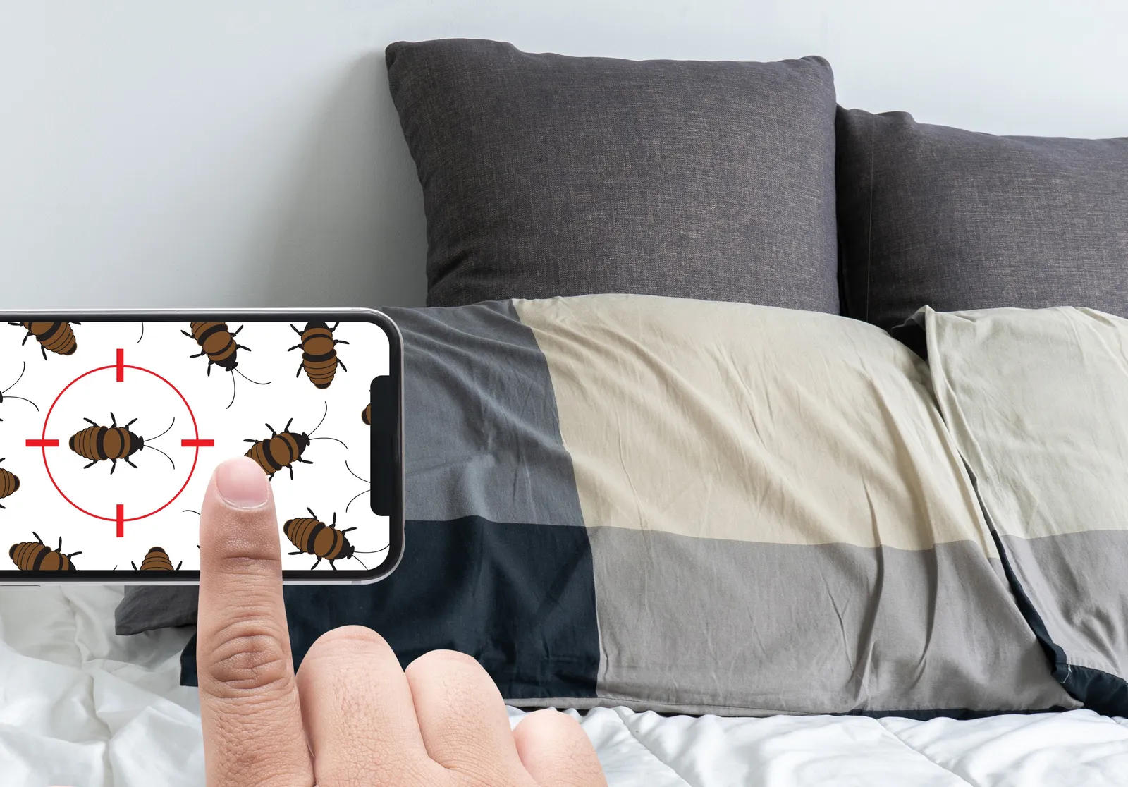 Identification and Detection of Bed Bugs