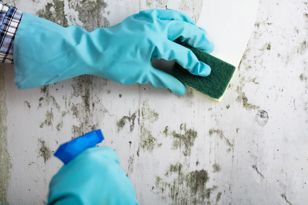 DIY Mould Inspection Tips for Homeowners