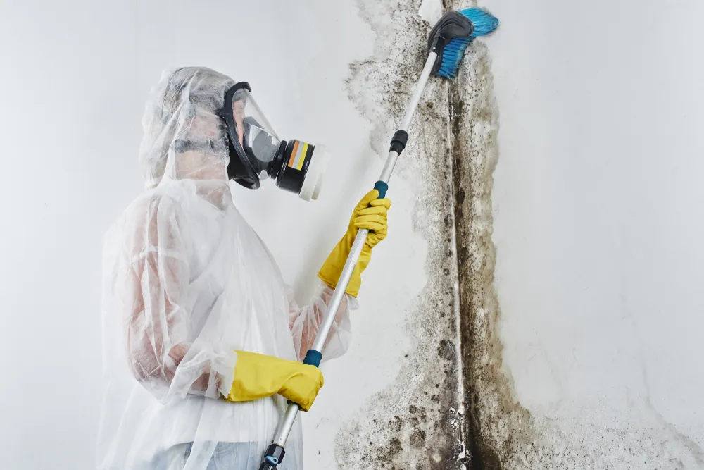 Effective Mould Remediation Techniques