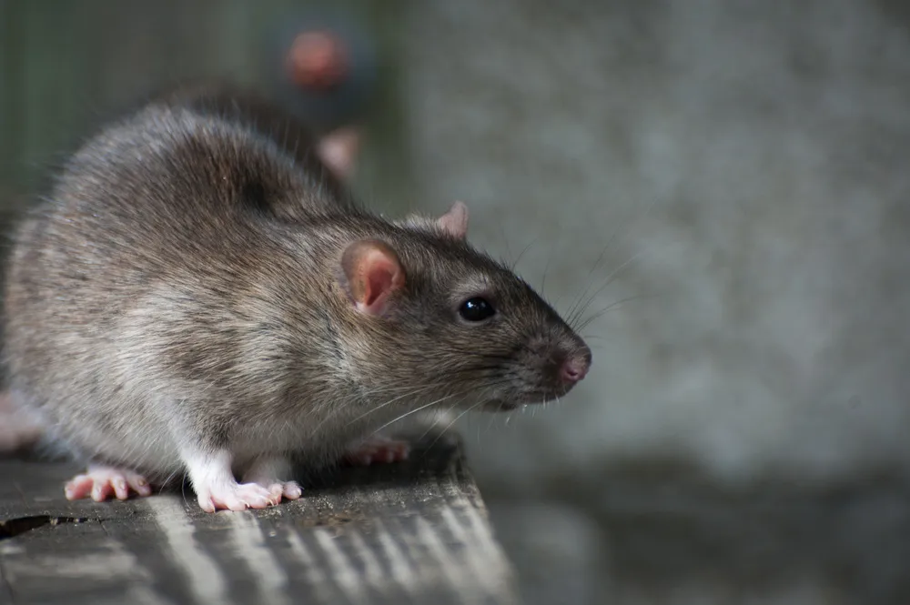 Brown rat on wooden surface close-up