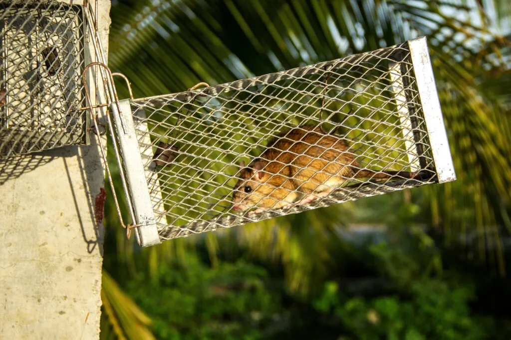 Home Remedies and DIY Pest Control Methods