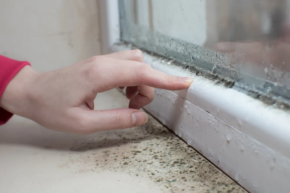 How Mould Can Affect the Value of Your Property