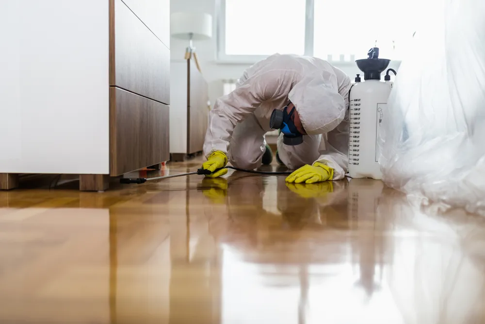 How to Get Rid of Common House Pests