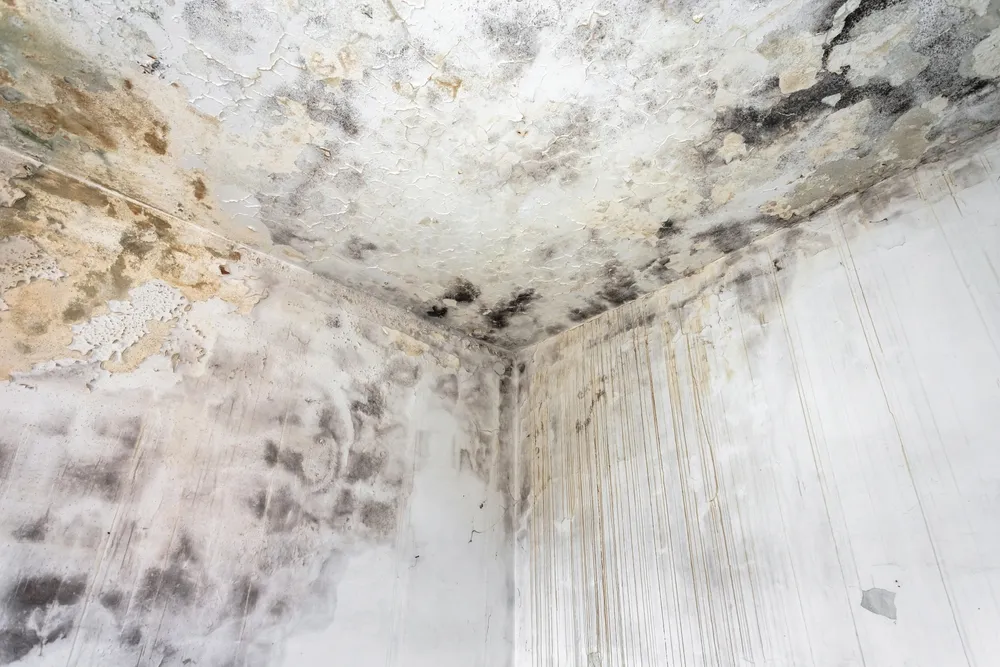 Importance of Mould Detection in Building Inspections