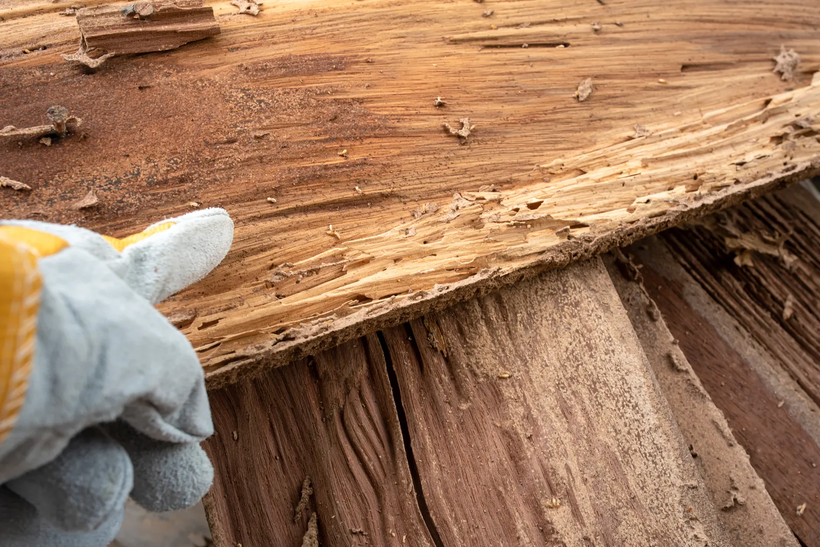 Importance of Regular Termite Inspections and Prevention