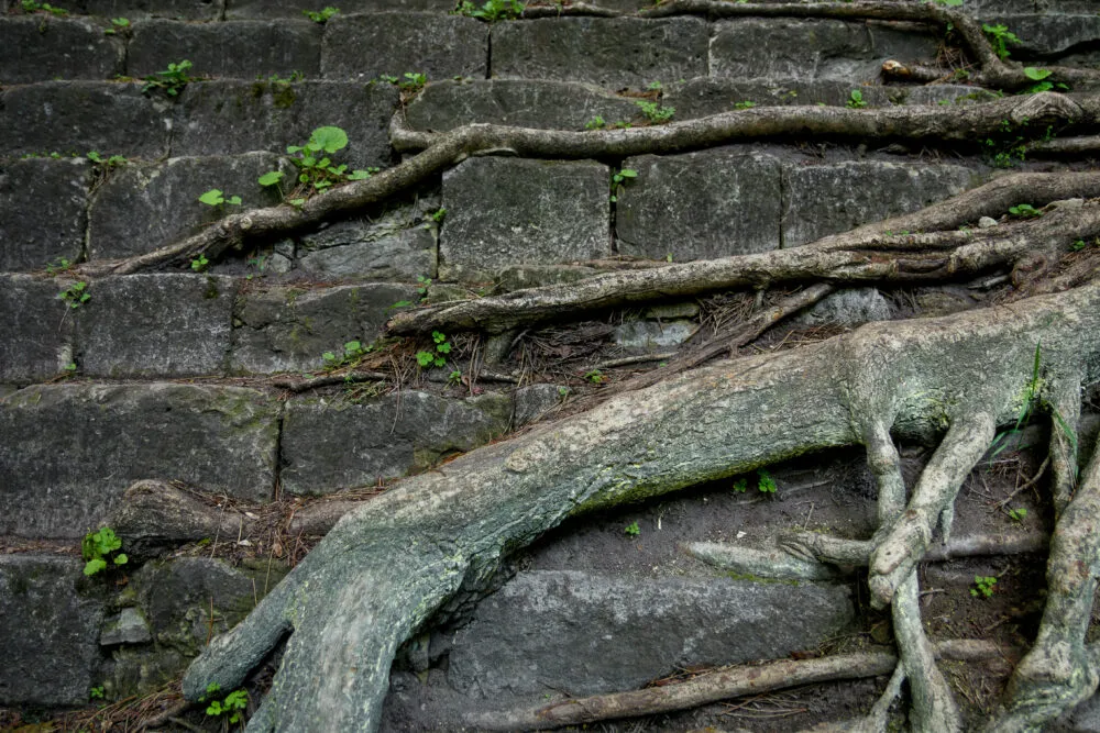 Tree roots sprawling across old stone steps