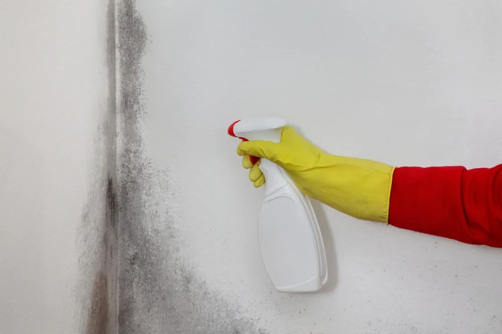 Legal Obligations for Managing Mould in the Workplace