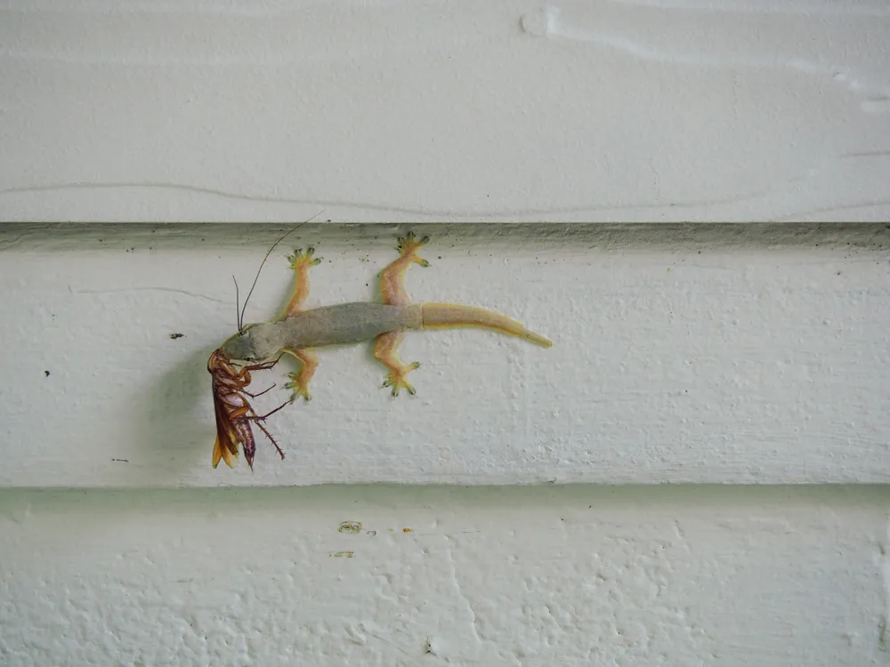 Lizards as Allies: Cockroach Control