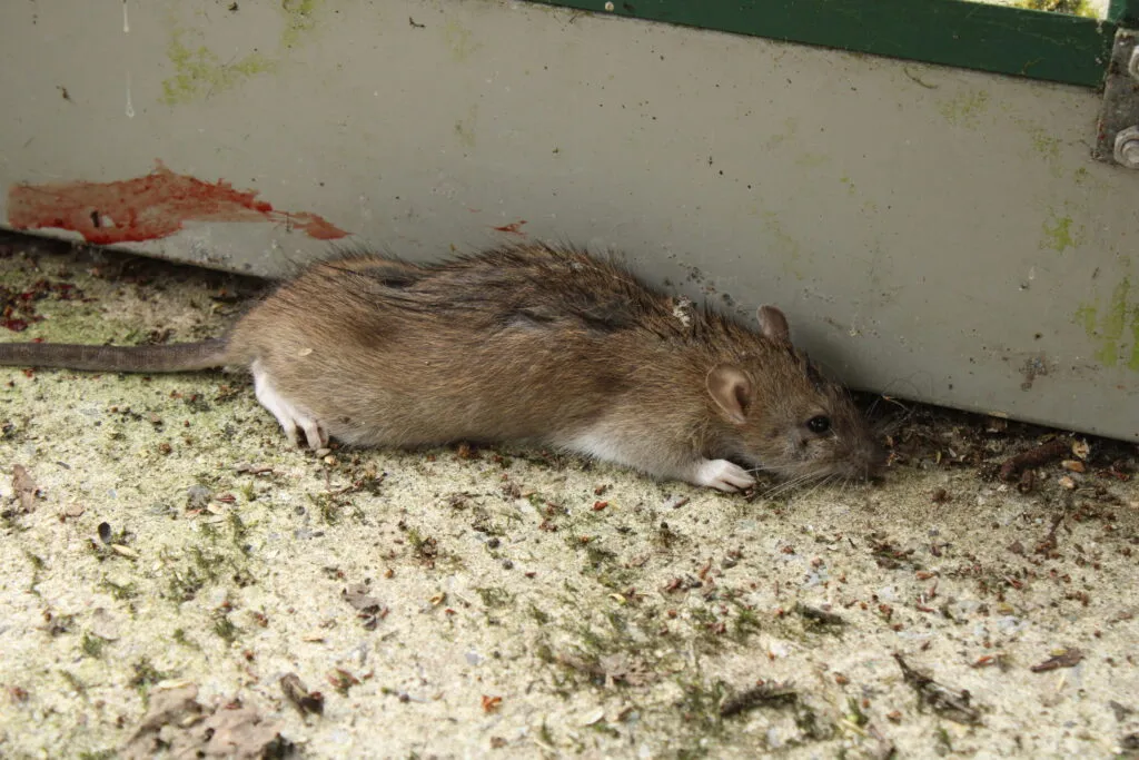 chemical-free,pests