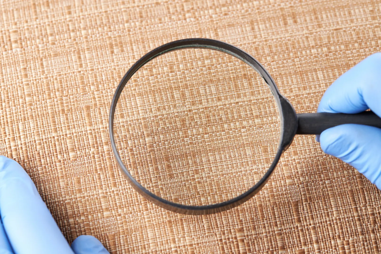 Bed Bugs: Maintenance and Evalaution