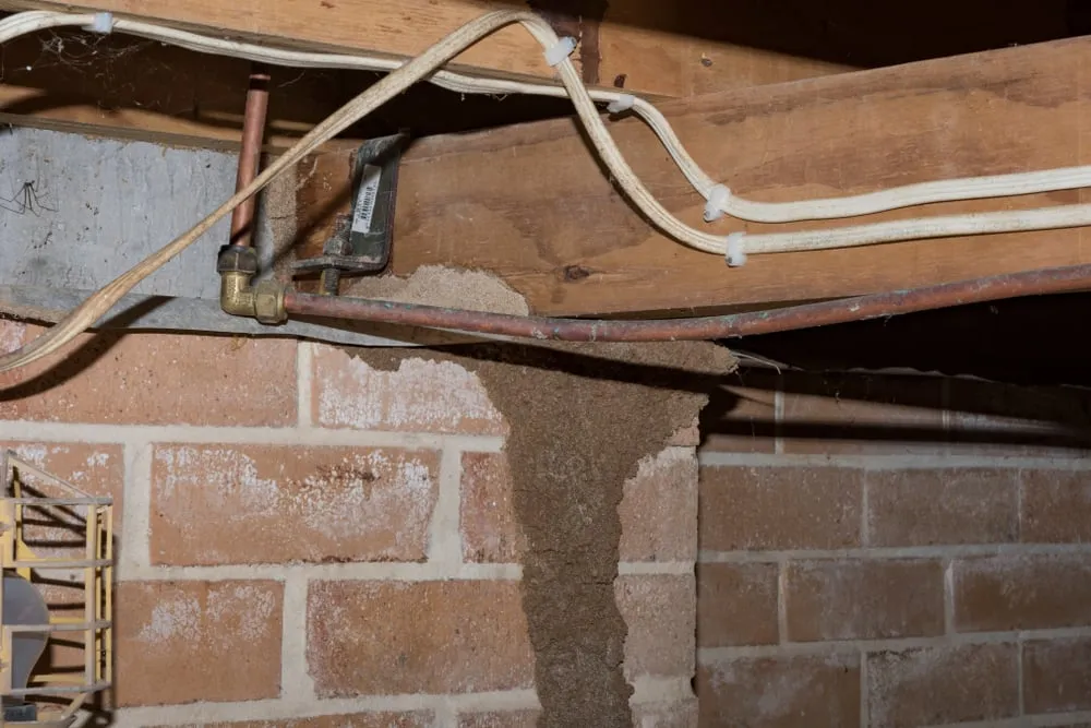 Termite mud trail on brick wall under floor