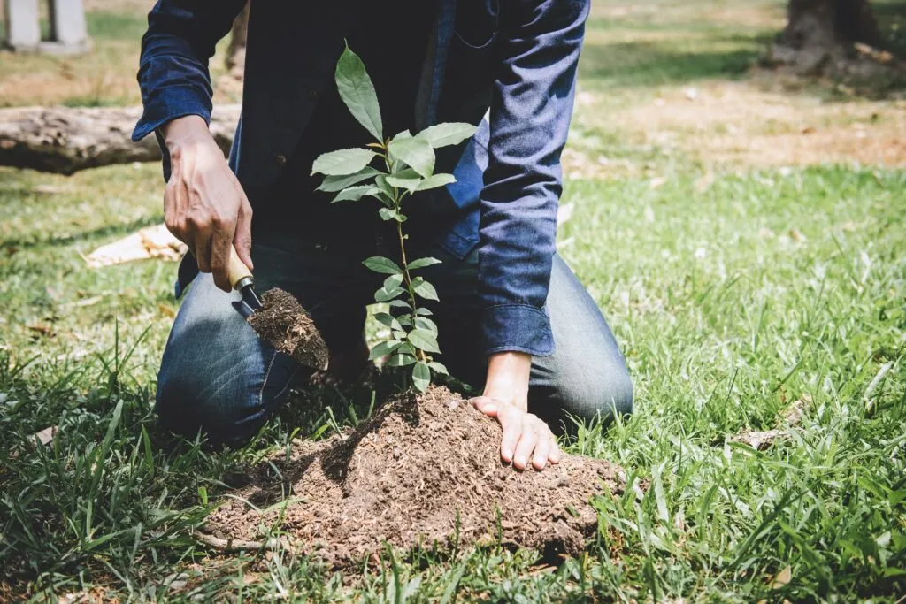 Planting considerations