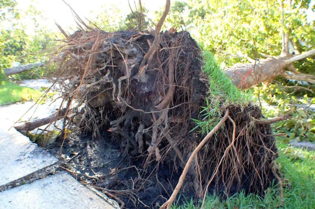 Preventing and managing root damage