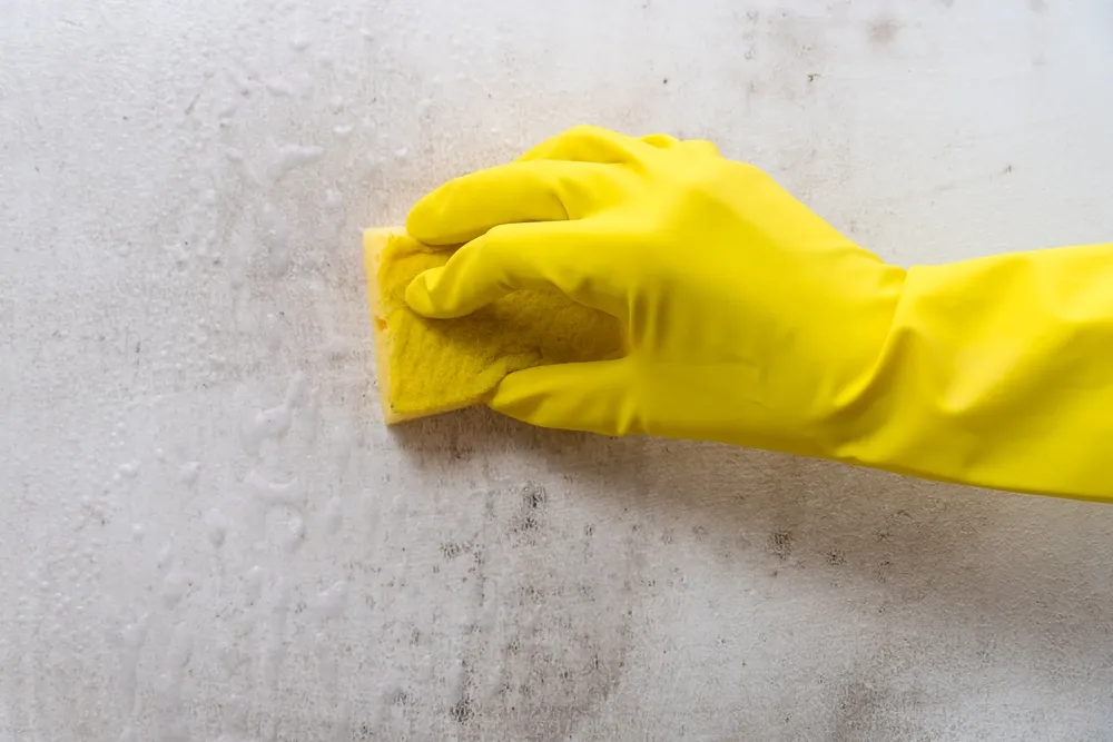 Preventing Mould Growth and Reducing Health Risks