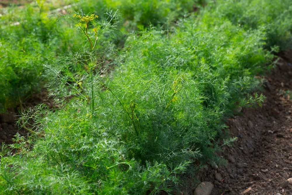 Preventive Measures for Erosion Control