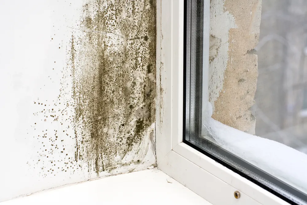 Recognising the Signs and Symptoms of Mould Infestation