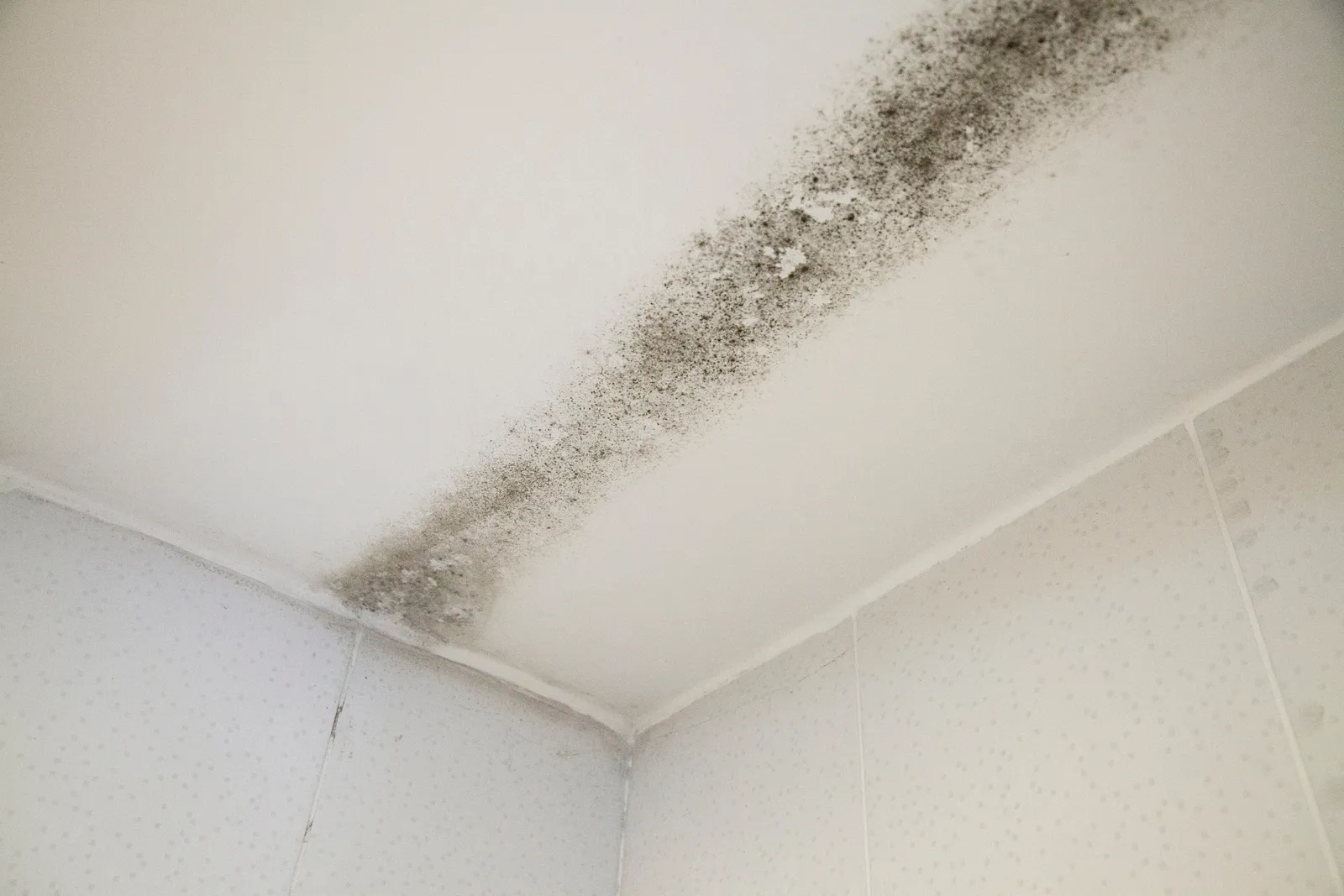 Remediation and Prevention of Mould and Air Quality Issues