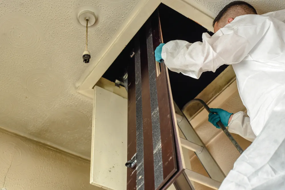 Role of Pest and Building Professionals in Strata Inspections