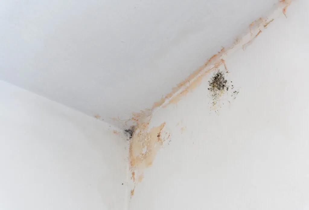 Signs of Moisture and Mould in Residential Properties