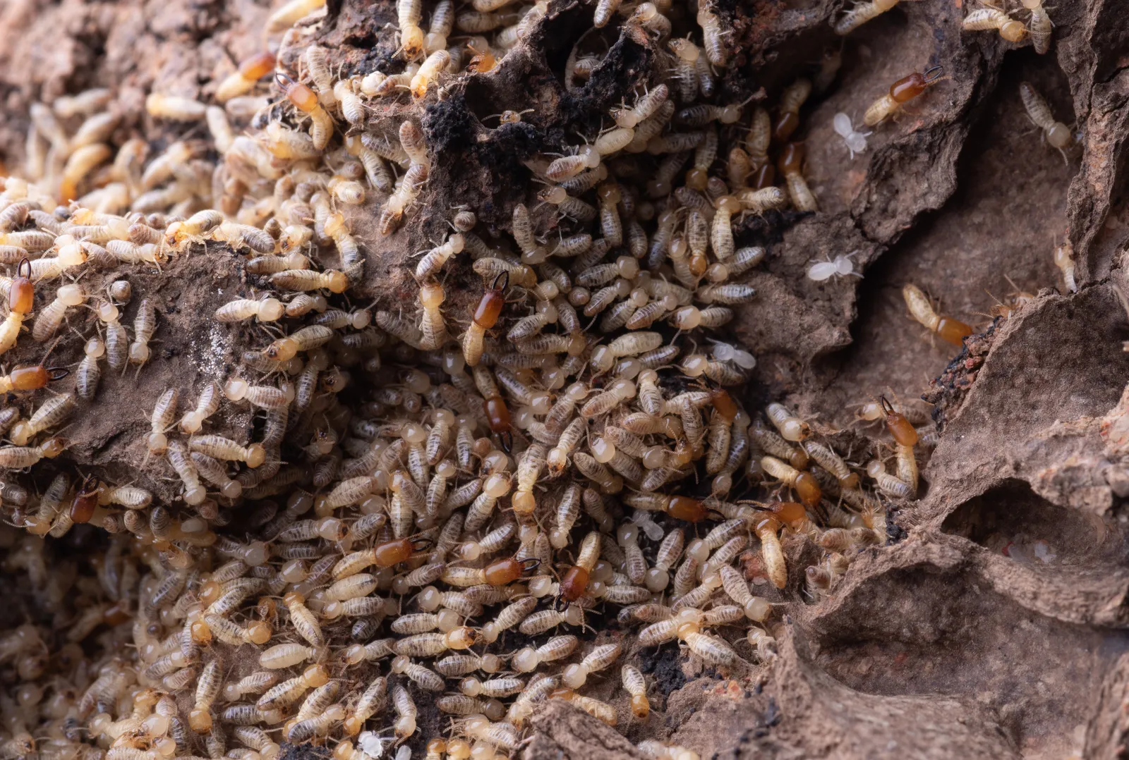 Termites swarming inside rotting timber log