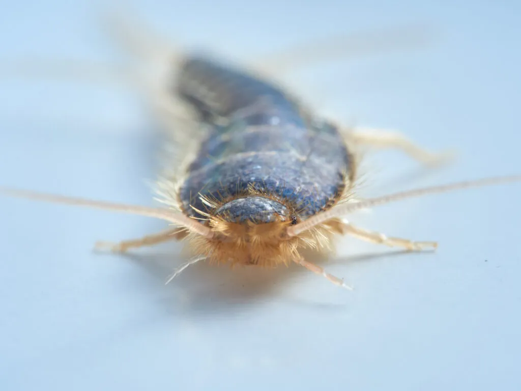 chemical-free,pests