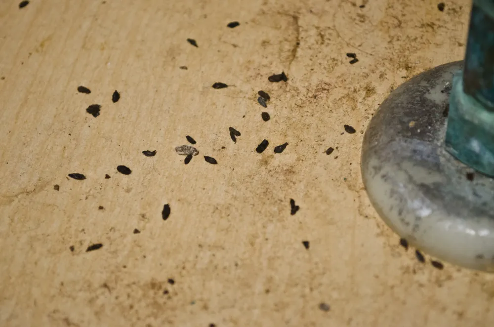 Steps for Detecting Rodent Infestation