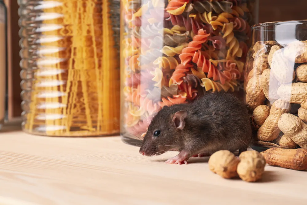 Steps to Conducting a Comprehensive Rodent Inspection
