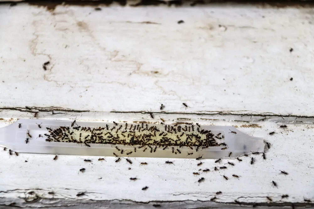 Ants swarming on bait trap on white surface