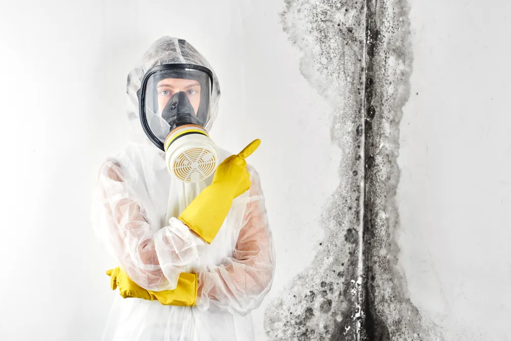 The Benefits of Professional Mould Inspections