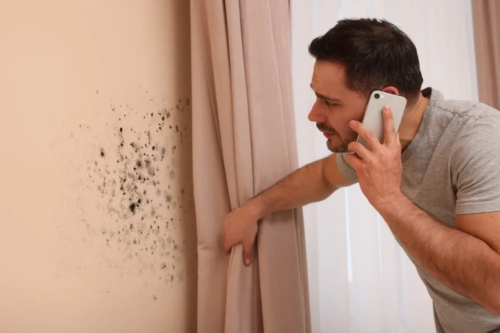 The Benefits of Professional Mould Inspections