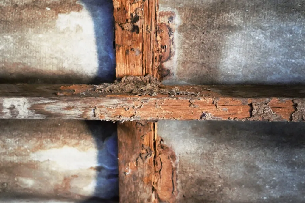 The Effects of Termite Damage