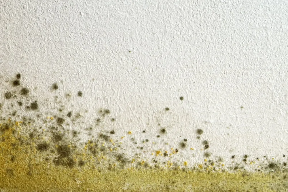 The Impact of Mould on Indoor Air Quality