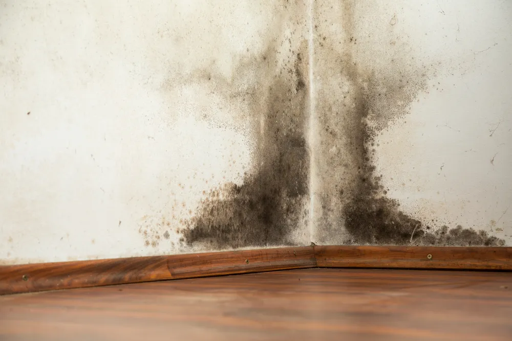Black mould growing on interior wall corner
