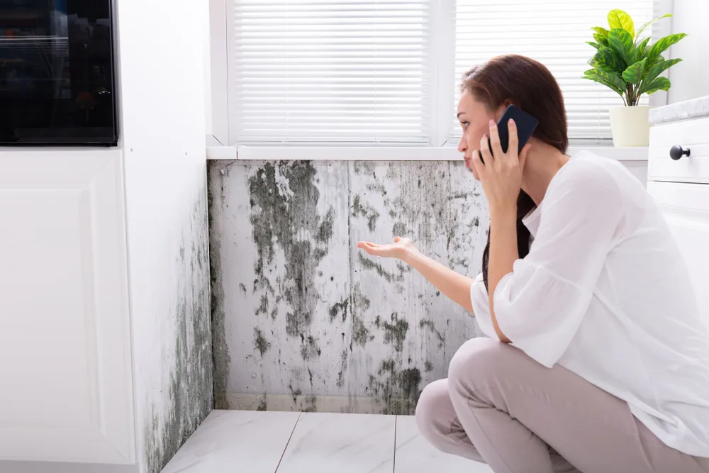 The Importance of Mould Inspection