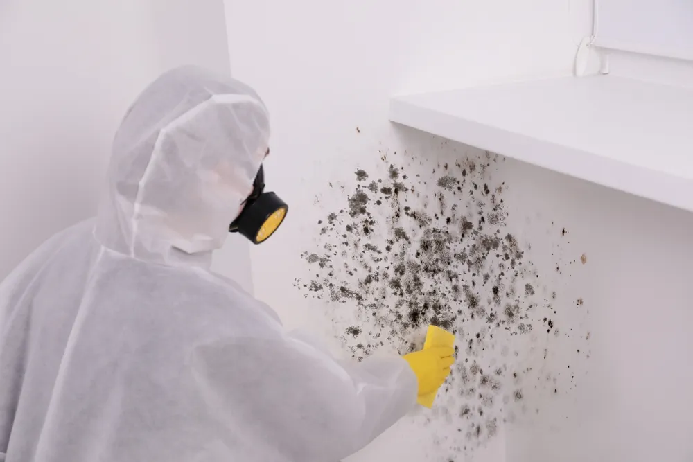 The Importance of Mould Inspections