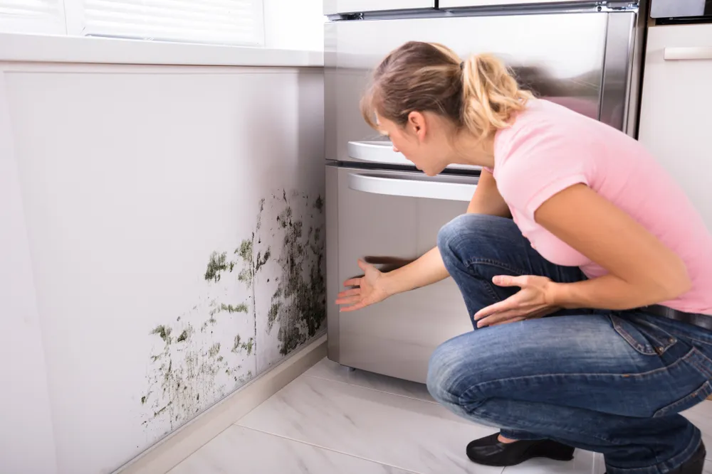 The Importance of Mould Inspections