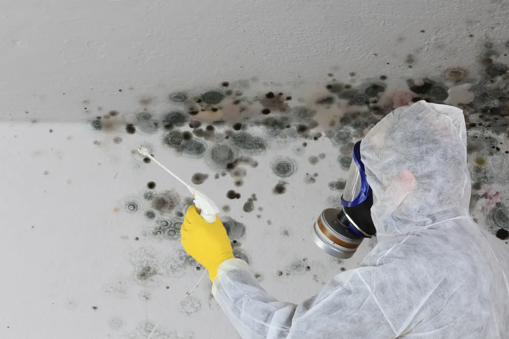 The Process of a Professional Mould Inspection