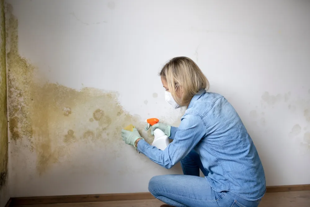 The Process of Mould Inspections