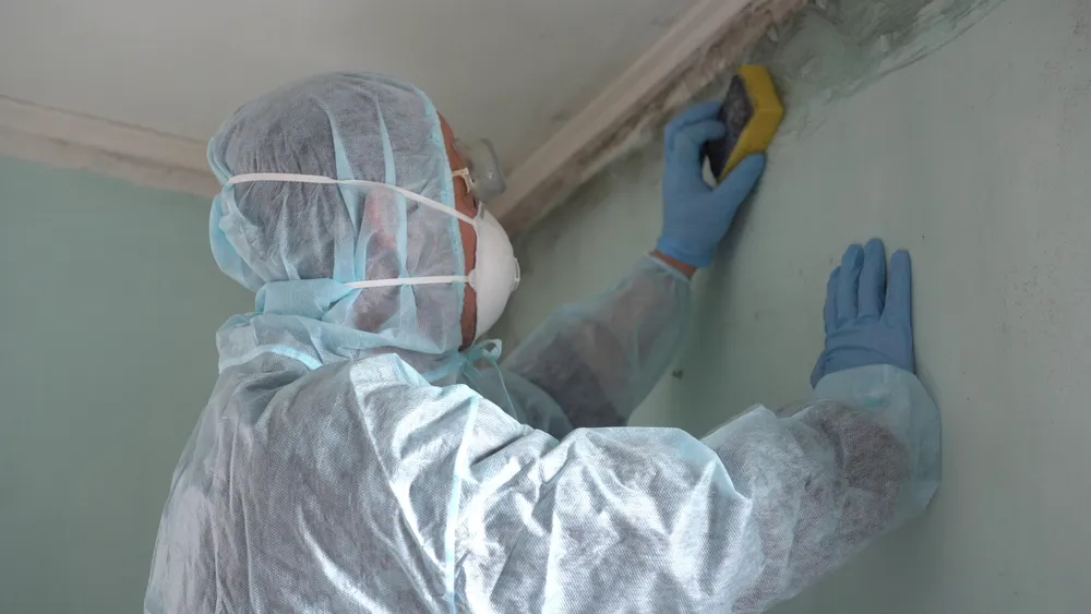The Role of Professional Mould Inspections in Meeting Health Regulations