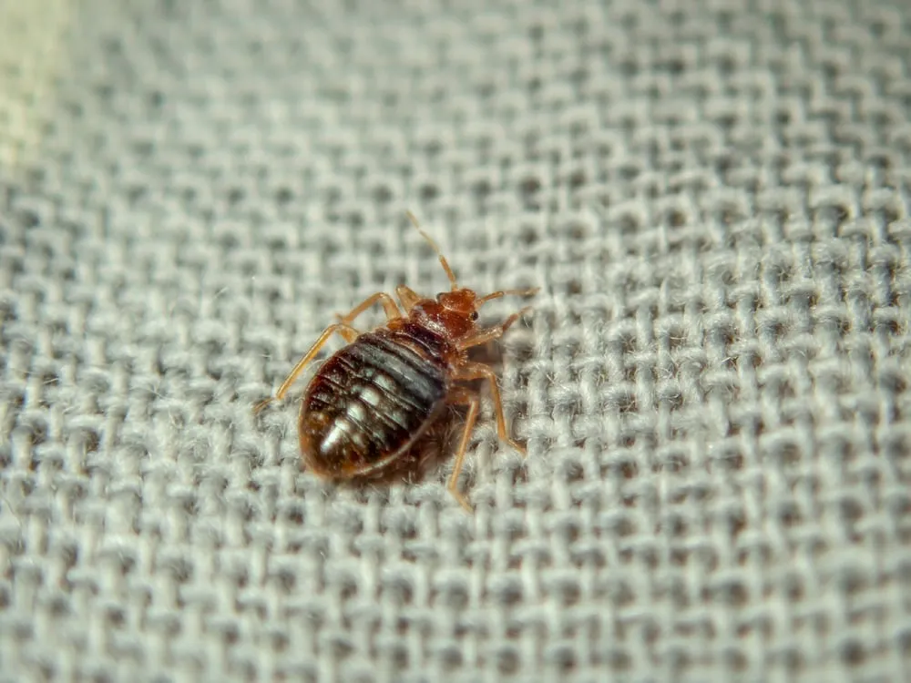 Bed Bug Infestations: Steps to Control These Invisible Pests- Understanding Bed Bugs